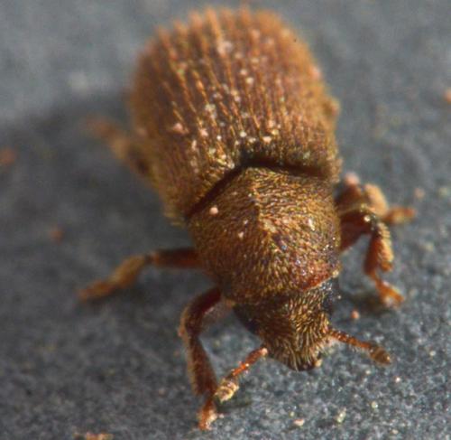 Kissophagus vicinus