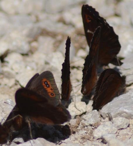 Erebia divers