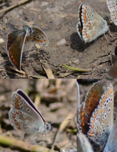 Aricia sp.