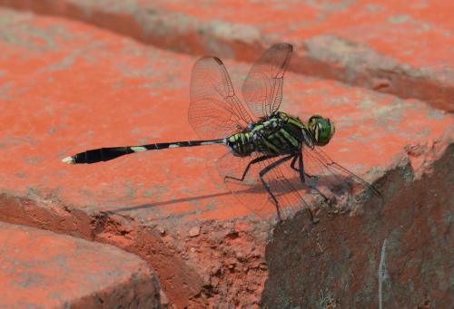 Orthetrum sabina