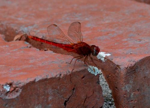 Crocothemis servilia