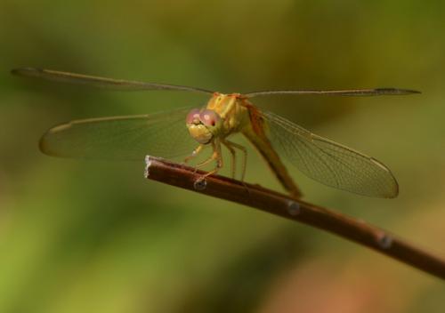 Crocothemis servilia