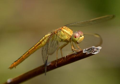 Crocothemis servilia