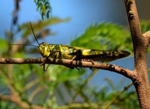 Valanga sp.