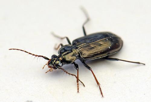 Loricera pilicornis