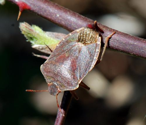 Palomena prasina