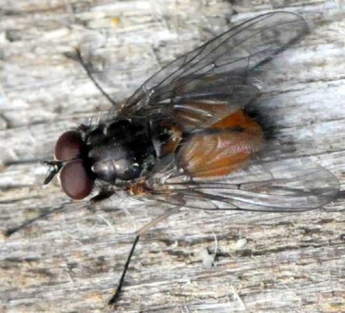 Phaonia subventa