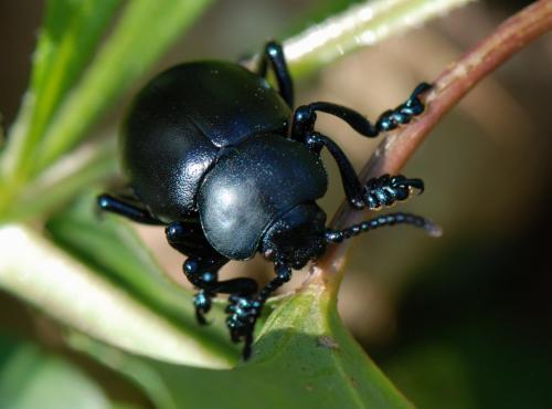 Réf. 116 817 : Timarcha tenebricosa
