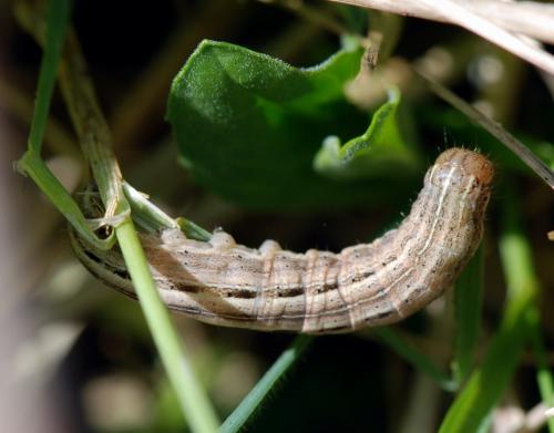 Mythimna sp.