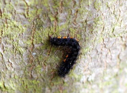 Eilema lurideola