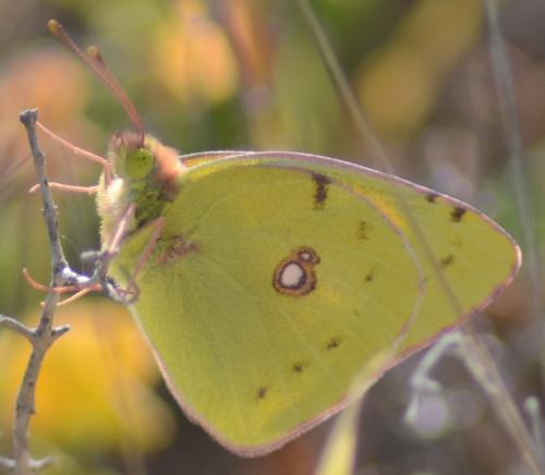 Réf. 116 932 : Colias croceus