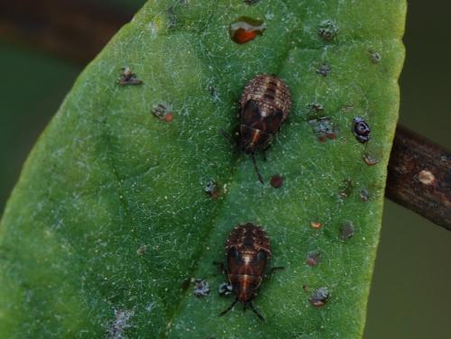 Kleidocerys sp.