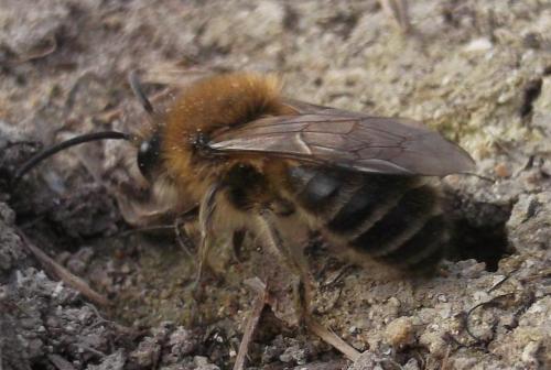 Réf. 116 101 : Colletes cunicularius