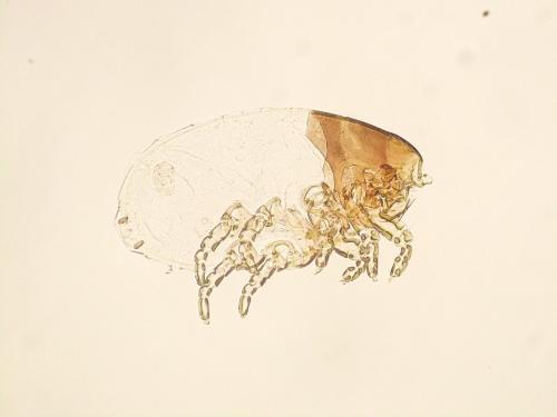 Réf. 116 208 : Leporacarus gibbus