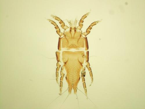 Réf. 116 261 : Trouessartia corvina