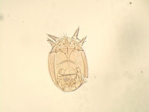 Rhizoglyphus sp.