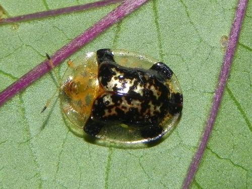 Réf. 116 364 : Aspidimorpha quinquefasciata