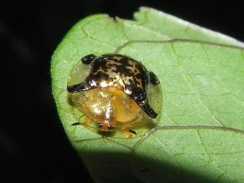 Réf. 116 365 : Aspidimorpha quinquefasciata