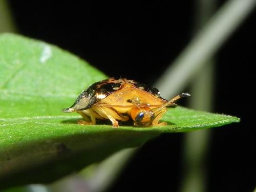 Réf. 116 366 : Aspidimorpha quinquefasciata