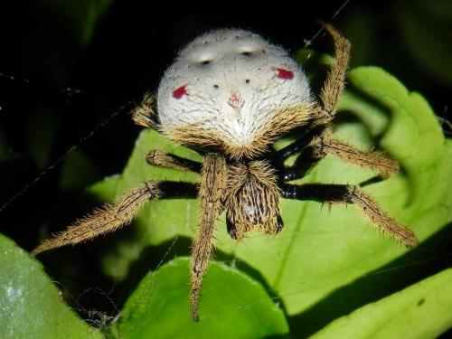 Eriophora flavicoma