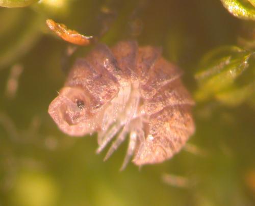 Réf. 116 589 : Tendosphaera verrucosa