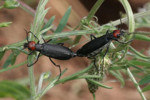 Réf. 116 783 : Epicauta rufidorsum
