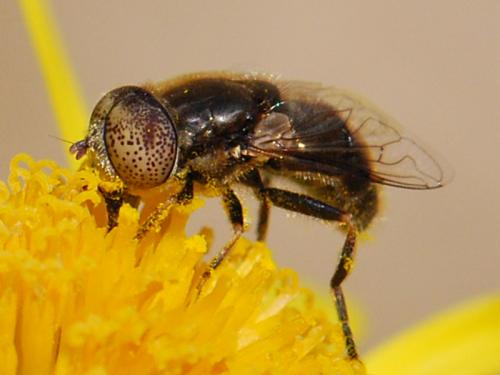 Réf. 116 858 : Eristalinus aeneus