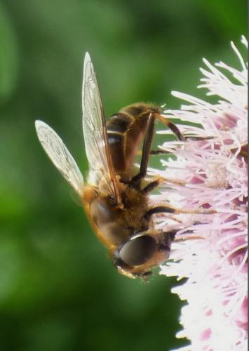 Eristalis pertinax