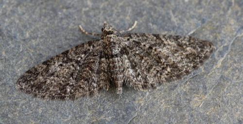 Eupithecia cocciferata
