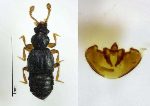 Bibloporus sp.
