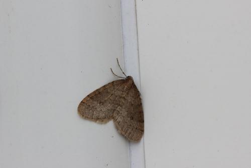 Operophtera brumata