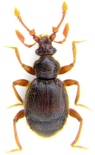 Réf. 116 097 : Bryaxis curtisii