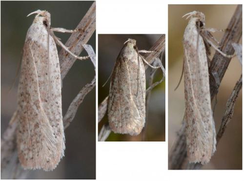 Agonopterix atomella