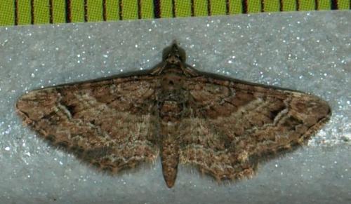 Réf. 116 028 : Gymnoscelis rufifasciata