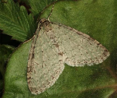 Réf. 116 877 : Trichopteryx carpinata