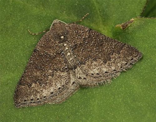 Aleucis distinctata