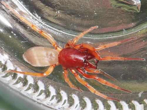 Dysdera crocata