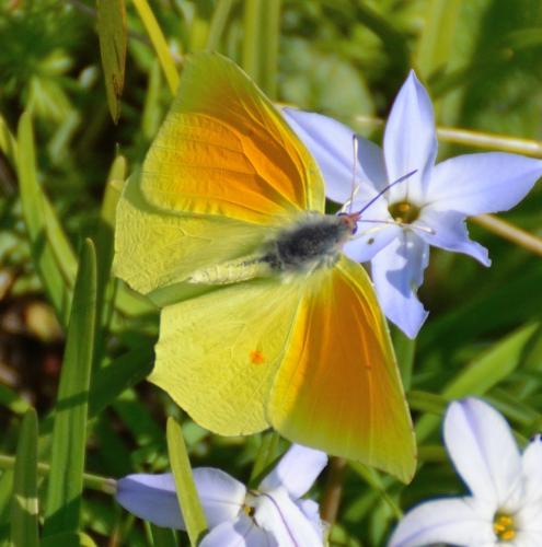 Réf. 116 243 : Gonepteryx cleopatra