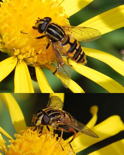 Réf. 116 788 : Helophilus pendulus