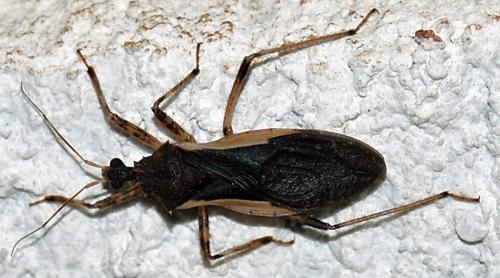 Zelurus sp.