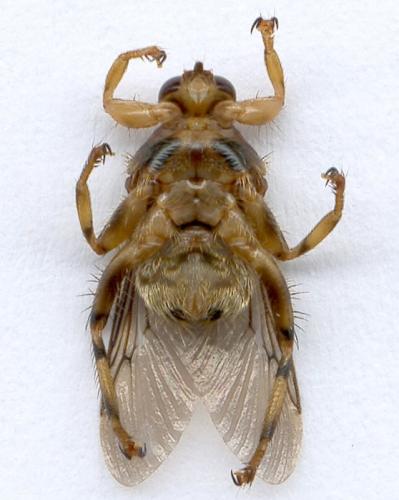 Réf. 116 400 : Hippobosca equina