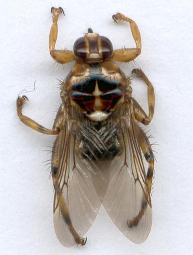 Hippobosca equina