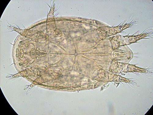 Rhizoglyphus sp.