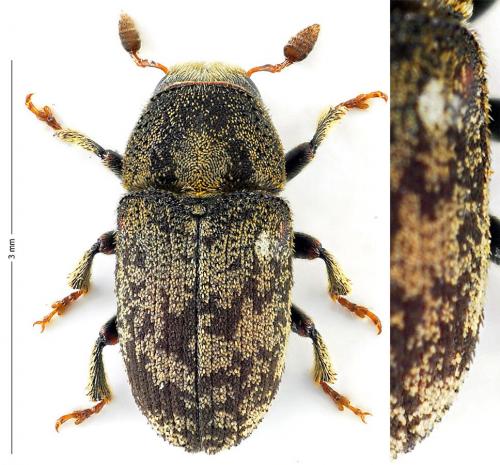 Hylesinus wachtli orni