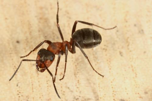 Réf. 116 378 : Formica polyctena