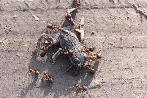Réf. 116 379 : Formica polyctena