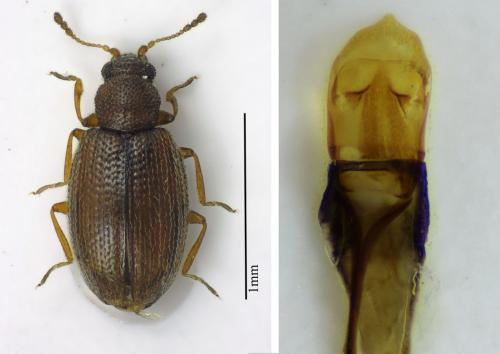 Cortinicara gibbosa