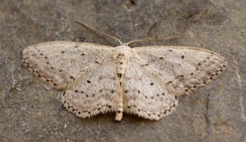 Réf. 116 376 : Idaea seriata