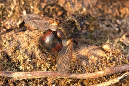 Peleteria meridionalis