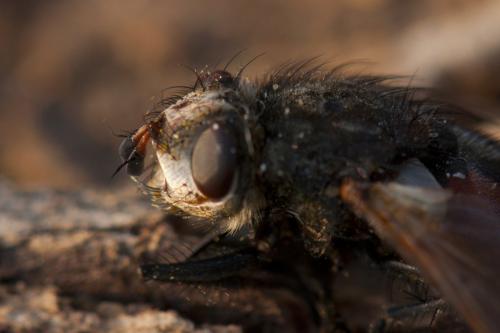 Peleteria meridionalis